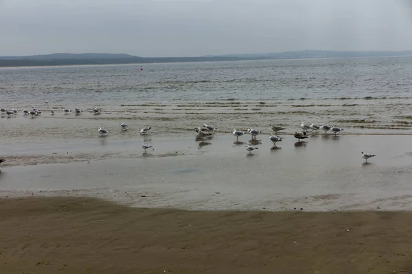 Cisnes Otras Aves Finales Otoño Playa Swinoujscie Polonia — Foto de Stock