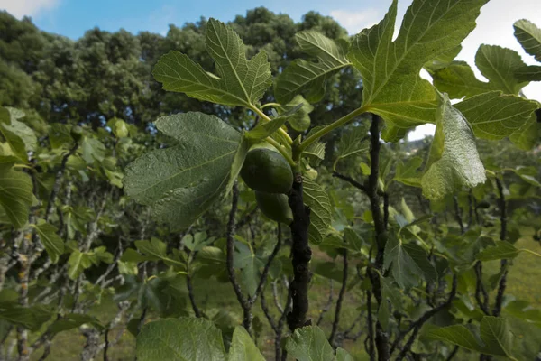 Zweig Eines Feigenbaums Mit Grünen Unreifen Früchten — Stockfoto