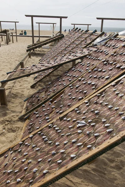 Poissons Couchés Sur Des Filets Séchés Soleil Sur Plage Nazare — Photo