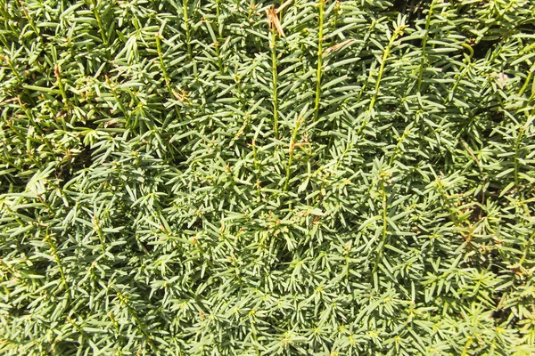 Cobertura Verde Con Arbustos Coníferas Como Fondo —  Fotos de Stock