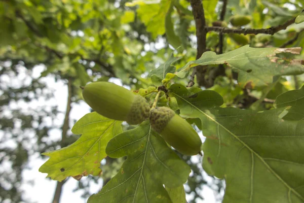 Bellotas Verdes Frutos Roble Las Ramas Entre Las Hojas — Foto de Stock