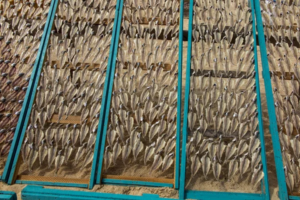 Fische Auf Netzen Liegend Der Sonne Getrocknet Strand Nazare Portugiesisch — Stockfoto