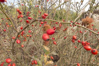 çilek sonbahar Paz çeşitli çalıların arasında dalları üzerinde yabani gül olgunlaşma