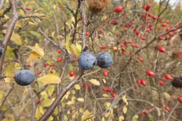 Reifende Frucht Der Schlehe Den Zweigen Zwischen Verschiedenen Sträuchern Der — Stockfoto