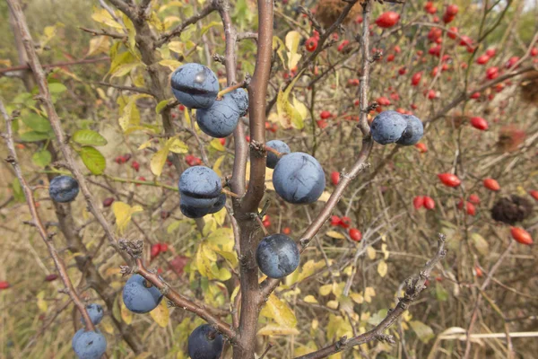 Fruits Mûrs Épine Noire Sur Les Branches Parmi Différents Arbustes — Photo