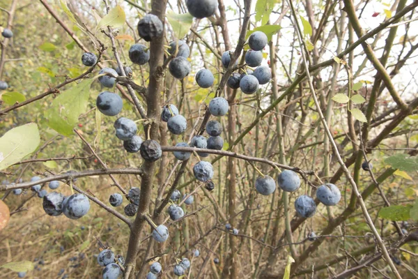 Fruits Mûrs Épine Noire Sur Les Branches Parmi Différents Arbustes — Photo