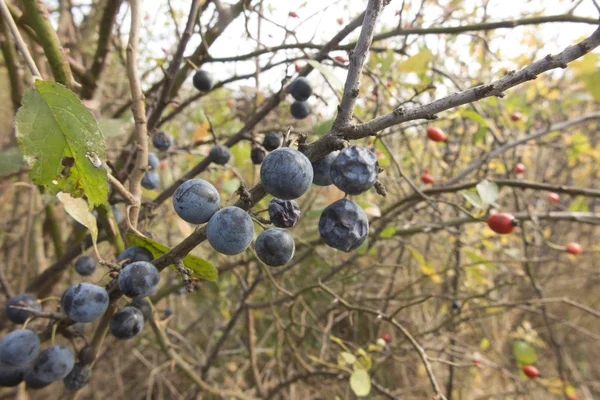 Fruits Mûrs Épine Noire Sur Les Branches Parmi Différents Arbustes — Photo