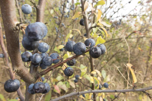 Fruta Madura Espino Negro Las Ramas Entre Diferentes Arbustos Sol —  Fotos de Stock