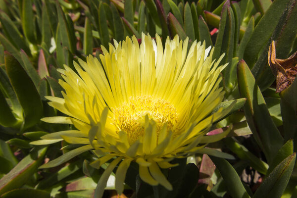 Yellow Hottentot fig flowers growing over the Atlantic Ocean in the westernmost part of Europe, Cabo da Roca in Portugal