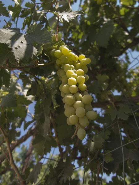 Pęczek Zielonych Winogron Winorośli Przy Słonecznej Pogodzie — Zdjęcie stockowe