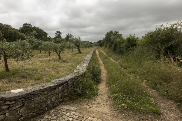 Portekiz Fatima Nın Alan Zeytin Ağaçları Ile Alanlar Arasında Bir — Stok fotoğraf