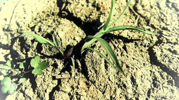 Suelo Arcilloso Agrietado Con Pocas Plantas Como Fondo — Foto de Stock