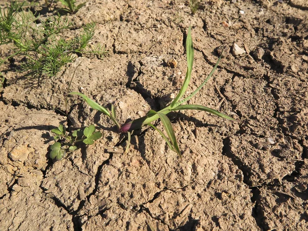 Suelo Arcilloso Agrietado Con Pocas Plantas Como Fondo — Foto de Stock