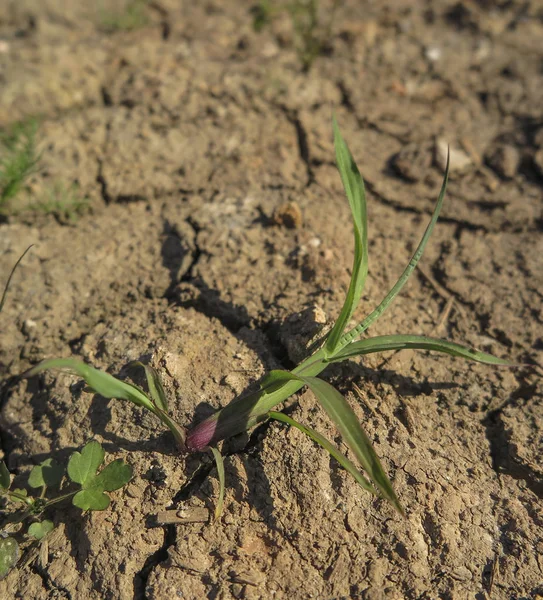 Suelo Arcilloso Agrietado Con Pocas Plantas Como Fondo — Foto de Stock