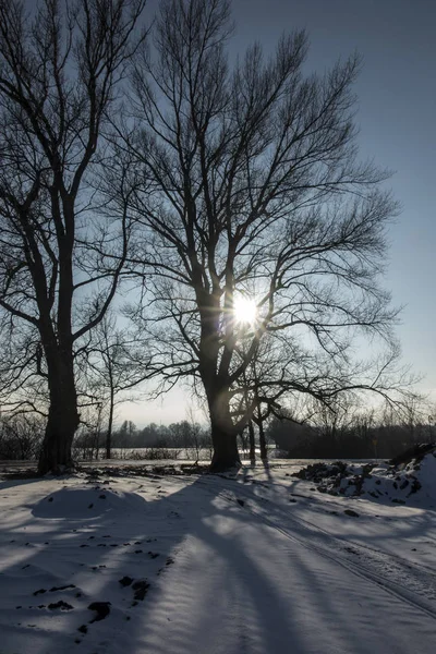 Large trees in the rays of the winter sun