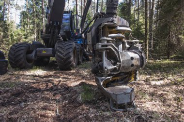 ağaçlar arasında bir duraklama sırasında ormancılık hasat 