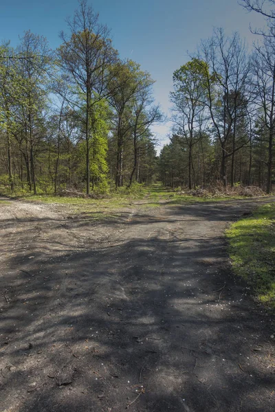 Escolha de direção em uma estrada florestal — Fotografia de Stock