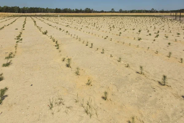 Nyplanting av den tidligere sandgruven – stockfoto