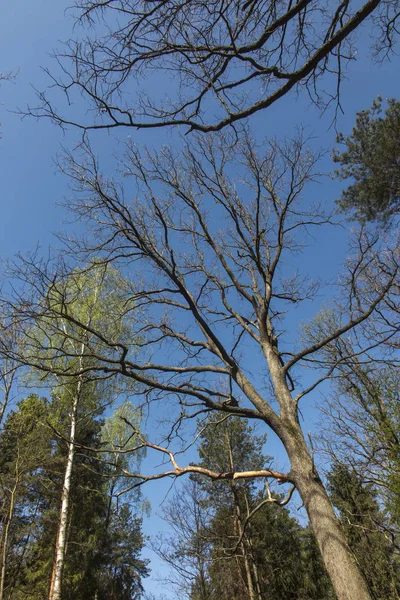Гілки Старих Дубових Дерев Листя Фоні Блакитного Весняного Неба — стокове фото