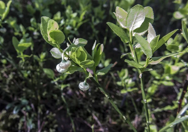 Flor de arándano en un soporte natural — Foto de Stock