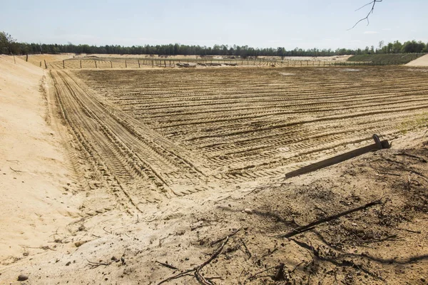 Afforestation of the former sand mine — Stock Photo, Image