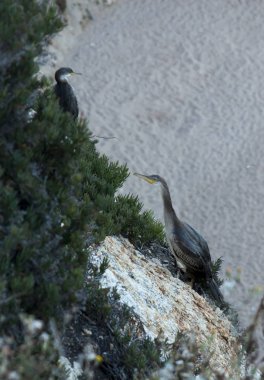 kıyıda oturan karabatakklarına benzer büyük kuşlar 