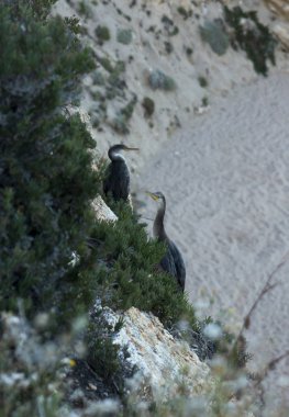 kıyıda oturan karabatakklarına benzer büyük kuşlar 