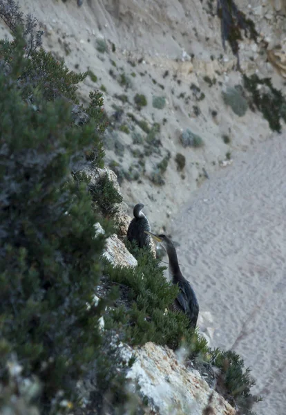 Große Vögel, die Kormoranen ähneln, die an der Küste sitzen — Stockfoto
