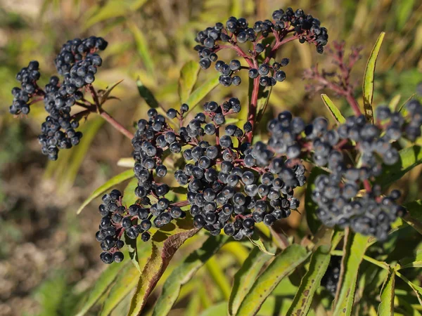 Stiel mit Früchten, marine Blaubeeren als Hintergrund — Stockfoto