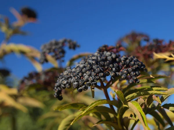 Tallo con fruta, arándanos marinos como fondo — Foto de Stock