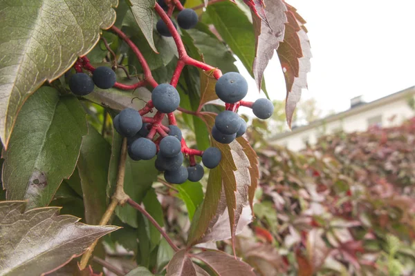 Reifende, dunkelblaue Früchte des wilden Weins zwischen leicht roten Blättern — Stockfoto