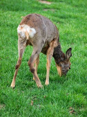 Yumurta geyiği, dişi yeşil çimlerin üzerinde duruyor