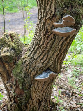 Huba, ağaç gövdesindeki parazit mantar.