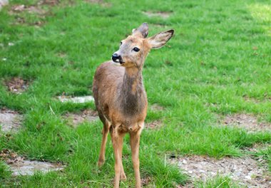 Yumurta geyiği, dişi yeşil çimlerin üzerinde duruyor
