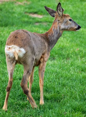 Yumurta geyiği, dişi yeşil çimlerin üzerinde duruyor