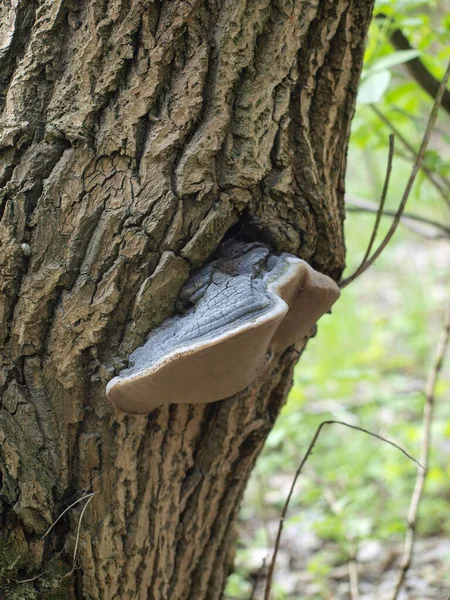 Huba Parasitärer Pilz Auf Einem Baumstamm — Stockfoto