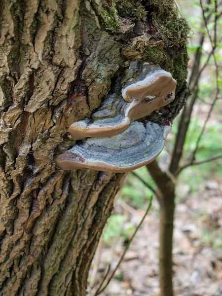 Huba Parasitärer Pilz Auf Einem Baumstamm — Stockfoto