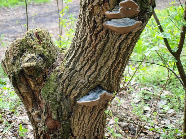 Huba Parasitärer Pilz Auf Einem Baumstamm — Stockfoto