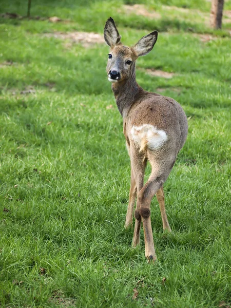 roe deer, female standing on green grass