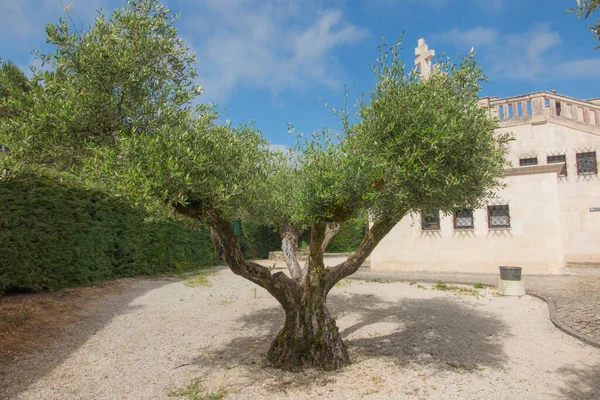 olive tree in the square near other trees in Portugal the area of Fatima