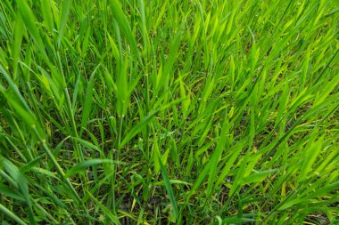 Yeşil doku olarak mısır gevreği ekilmiş.