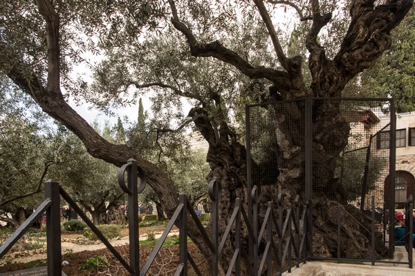 Vieils Oliviers Dans Jardin Gethsémani Jérusalem Israël — Photo