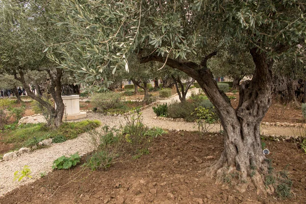 Старые Оливковые Деревья Гефсиманском Саду Иерусалим Израиле — стоковое фото
