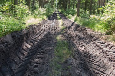 Görünür lastik izleri olan ağır makineler ve traktörler tarafından tahrip edilmiş bir orman yolu.