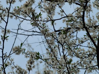 Beyaz çiçeklerle kaplı meyve ağacı dalı