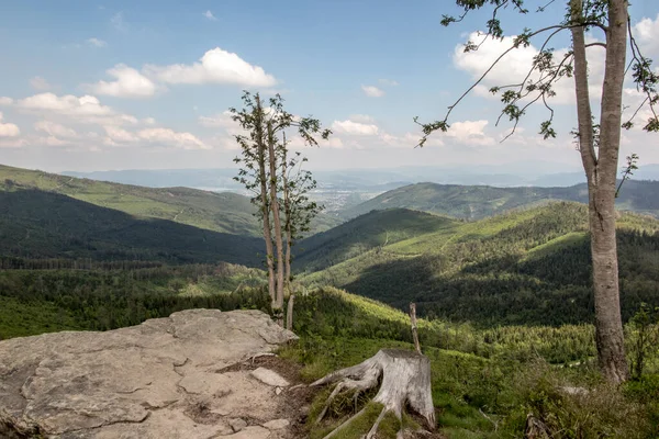 Murchas Quebradas Árvores Caídas Nos Picos Beskid Silesiano Área Malinowska — Fotografia de Stock