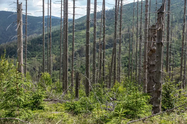 Murchas Quebradas Árvores Caídas Nos Picos Beskid Silesiano Área Malinowska — Fotografia de Stock
