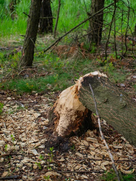 Danos Causados Floresta Pela Água Pelos Castores Árvores Roídas Derrubar — Fotografia de Stock