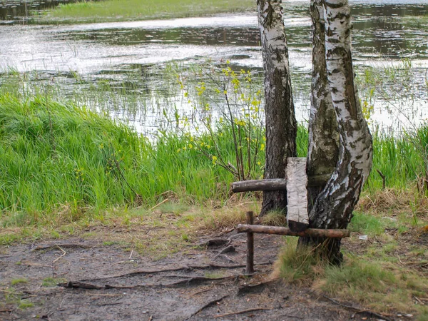 池塘边的桦树下 用一块木头做的一条临时长椅 — 图库照片