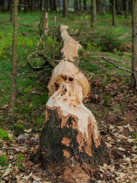 Danos Causados Floresta Pela Água Pelos Castores Árvores Roídas Derrubar — Fotografia de Stock